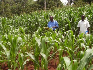 Swiss Re joins global alliance to support smallholder farmers
