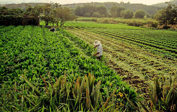 Mapfre and AgriTask launch digital claims system for agricultural insurers