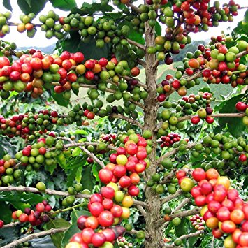 Blue Marble Microinsurance & Nespresso launch Colombia crop insurance pilot