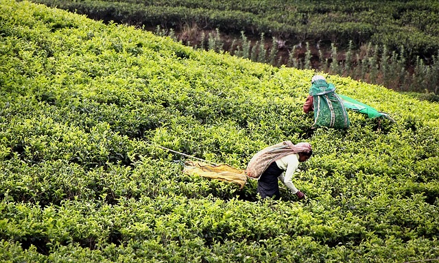 Aon & Oxfam launch blockchain-based insurance for farmers in Sri Lanka